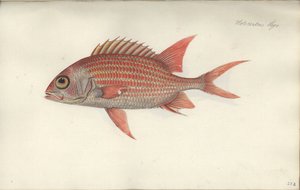 Holocentrus ascensionis, przed 1790 (wc na papierze) autorstwa German School