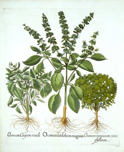Bazylia i dwie dalsze odmiany bazylii z „Hortus Eystettensis”, autorstwa Basila Beslera autorstwa German School
