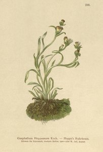 Coppweed Hoppe (Gnaphalium Hoppeanum, Omalotheca hoppeana) autorstwa German School