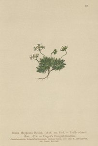 Trawa Hoppes Whitlow (Draba Hoppeana, Draba Zahlbruckneri) autorstwa German School