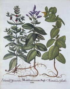 Horsemint and Spearmint, z Hortus Eystettensis, Basil Besler (1561-1629), wyd. 1613 (grawerowanie ręcznie kolorowane) autorstwa German School