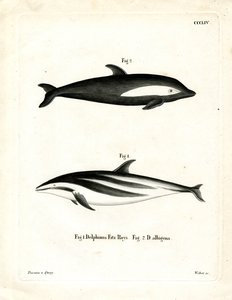 Klepsydra Delfin (kolorowy grawerunek) autorstwa German School
