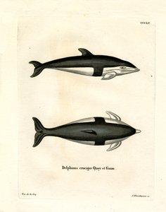 Klepsydra Delfin (kolorowy grawerunek) autorstwa German School