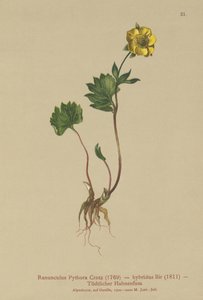 Jaskier hybrydowy (Ranunculus Pythora, Ranunculus hybridus) autorstwa German School