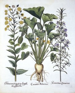 I Tryskający ogórek, ii Jastrzębiowiec wąskolistny, iii Rozmaryn, z Hortus Eystettensis, wyd. Basil Besler (1561-1629) wyd. 1613 autorstwa German School