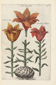 Ilustracja z "Florilegium ... traktowanie różnych kwiatów i innych roślin wskaźnikowych jako żywo nakreślonych w dwóch częściach i ułożonych w czterech językach autorstwa German School