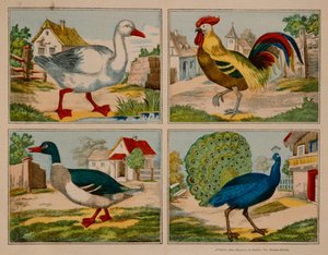 Ilustracja przedstawiająca kaczkę, gęś, pawia i koguta, Neuruppiner Bilderbogen autorstwa German School