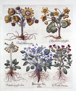Ifeion Rolf Fiedler Spring Starflower, Marsh Marigold, Pseudo Helleborus, Viola Tricolor i Cowslip, z Hortus Eystettensis, Basil Besler (1561-1629), wyd. 1613 (grawerowanie ręcznie kolorowane) autorstwa German School