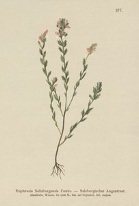 Irlandzki świetlik (Euphrasia Salisburgensis) autorstwa German School