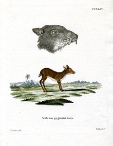 Java Mouse-Deer (kolorowy grawerunek) autorstwa German School