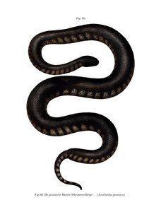 Javan File Snake (kolor lito) autorstwa German School