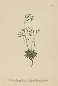 Johns Whitlow-trawa (Draba Johannis) autorstwa German School