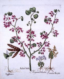 Judas Tree, May Lily, Moonwort, Liverwort, z Hortus Eystettensis, Basil Besler (1561-1629), wyd. 1613 (grawerowanie ręcznie kolorowane) autorstwa German School