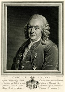 Karl von Linné autorstwa German School