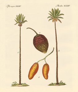 Rodzaje palm autorstwa German School
