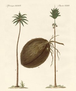 Rodzaje palm autorstwa German School
