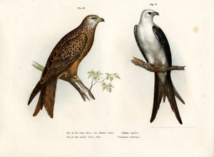 Latawiec, 1864 autorstwa German School