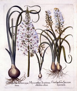 Późny Hiacynt i Gwiazda Betlejemska, z Hortus Eystettensis, Basil Besler (1561-1629), wyd. 1613 (grawerowanie ręcznie kolorowane) autorstwa German School