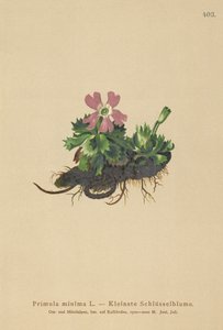Least Primrose (Primula minima, Auriculastrum primula, Primula veris) autorstwa German School