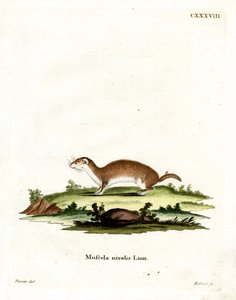 Least Weasel (kolorowy grawerunek) autorstwa German School