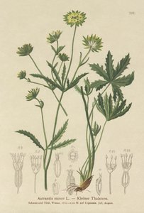 Lesser Masterwort (Astrantia minor) autorstwa German School