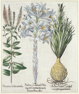 Lilia: 1.Sultan Zambach Martagon Konstantynopola biały kwiat 2.Veronica recta carnlea 3.Bulbus Sultan Zambach cuminfeunipartecaulis, od Hortus Eystettensis przez Basila Beslera (1561-1629), wyd. 1613 autorstwa German School
