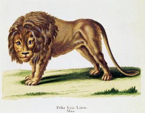 Lew (Felis leo), z Mammals ilustrowany z natury z opisami, Johann Christian Daniel von Schreber (1739-1810), rycina H I Tisroff, tom 3, tabela 97-A, Niemcy autorstwa German School