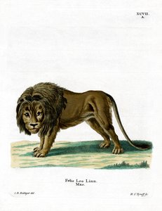 Lew (kolorowy grawer) autorstwa German School