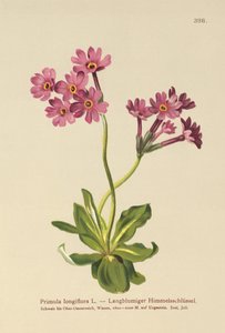 Wiesiołek długokwiatowy (Primula longiflora) autorstwa German School