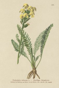 Przylaszczka pospolita (Pedicularis tuberosa) autorstwa German School