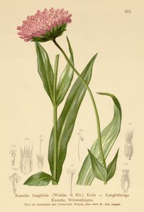 Kwiat wdowy długolistnej (Knautia longifolia) autorstwa German School
