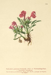 Wszysznica (Pedicularis geminata, Pedicularis Portenschlagii, Pedicularis pumila) autorstwa German School