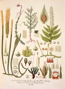 Lycopodium i Brachymenium, tabela XX z 