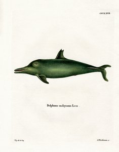 Delfin malajski (kolorowy grawerunek) autorstwa German School