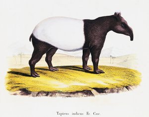 Tapir malajski (Tapirus indicus), z Mammals ilustrowany z natury z opisami, Johann Christian Daniel von Schreber (1739-1810), rycina A Fleischman wg rysunku C. Webera, tom 6-7, tabela 319-A, Niemcy autorstwa German School