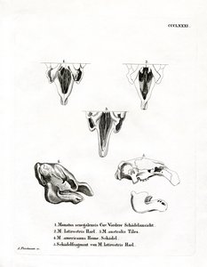 Manate Skulls (kolorowy grawerunek) autorstwa German School