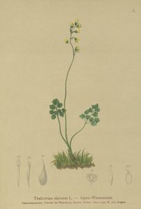 Ruta łąkowa (Thalictrum alpinum) autorstwa German School