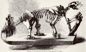 Szkielet Megatherium w British Museum autorstwa German School