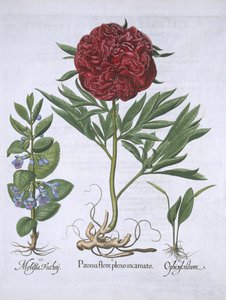 Melissa, Paeony i Odontoglossum, z Hortus Eystettensis, Basil Besler (1561-1629) wyd. 1613 (ręcznie kolorowane grawerowanie) autorstwa German School
