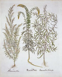 Mignonette, Southernwood i Estragon, z Hortus Eystettensis, Basil Besler (1561-1629), wyd. 1613 (grawerowanie ręcznie kolorowane) autorstwa German School