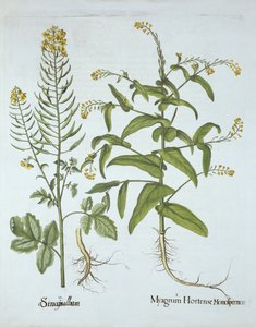 Rzeżucha Mitre i Gorczyca Biała, z Hortus Eystettensis, Basil Besler (1561-1629), wyd. 1613 (grawerowanie ręcznie kolorowane) autorstwa German School