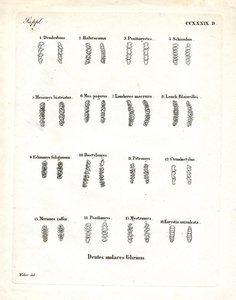 Trzonowce (kolorowe grawerowanie) autorstwa German School