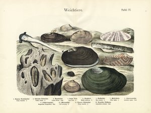 Mięczaki, ok. 1860 r. (litografia kolorowa) autorstwa German School