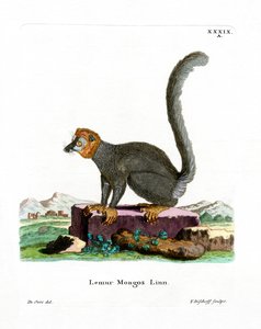 Lemur Mongoose (kolorowy grawerunek) autorstwa German School