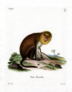 Monk Saki (kolorowy grawer) autorstwa German School