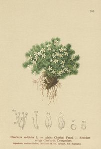 Cyphel omszony (Cherleria sedoides, Minuartia sedoides, Alsine Cherleri) autorstwa German School