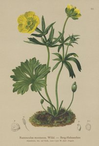 Crowfoot (Ranunculus montanus) autorstwa German School