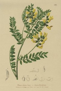 Soczewica górska (Phaca alpina, Astragalus alpinus, Astragalus penduliflorus, Colutea alpina, Phaca alpina, Tragacantha penduliflora) autorstwa German School