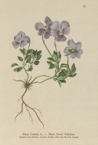 Góra Cenis Pansy (Viola Cenisia) autorstwa German School