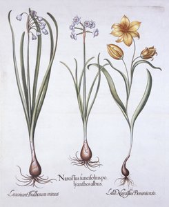 Narcyz, tulipan i letni płatek śniegu, z Hortus Eystettensis, Basil Besler (1561-1629), wyd. 1613 (grawerowanie ręcznie kolorowane) autorstwa German School